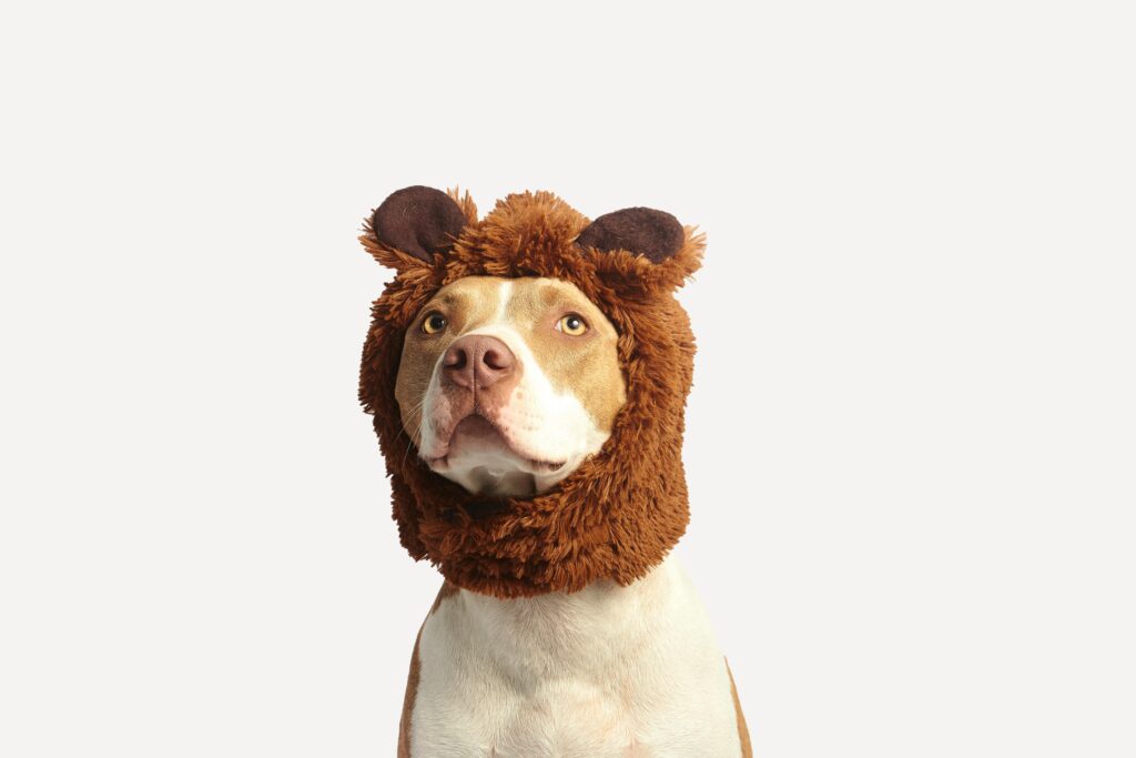 pitbull dog wearing a bear costume